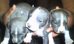 I HAVE LITTER OF NICE BLOCK HEAD PIT BULL PUPPIES BLUE
THESE PUPS WILL GROW TO BE SOME OF THE BEST LOOKING PIT AROUND
EVERYONE KNOW GOTTILINE AND RAZOR EDGE PUPS ARE SOME OF THE BADDEST BLOODLINE.OUT. PARENTS ARE ON SITE..
IF U WOULD LIKE TO SEE THESE