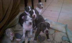 Nice breed blue pit bull puppies,8 weeks old,very healthy, parents on premises,2 fawn 4 grey and white.asking 150 negotiable