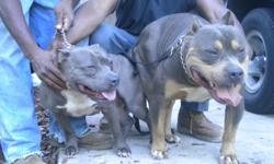 ADBA reg. Blue pit puppies for sale. 2 blue females and 1 blue fawn female. Beautiful! Razoredge & TNT bloodline. No fighting! Email only! bluepups4sale@yahoo.com