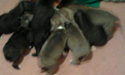 1 LIGHT BLUE GIRL
1 LIGHT BLUE BOY
1 DARK BLUE GIRL
3 DARK BLUE BOYS
THEY AER REGISTERED IN NAPR WE DO HAVE THE PAPERS ON THE PUPPIES