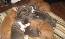Born on 10/24/10. 4 females 5 males. 6 blue and 3 blue fawn. APBR Registered wormed and first shots. Raised wih kids in the house. Very loving and playfull family dogs. Father on premisis and pics of mom. Serious inquires only. email jesstrai@yahoo.com