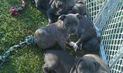 FAMILY RAISED & READY FOR GOOD HOMES
RAZOR EDGE - GOTTI BLOOD LINES
UKC REGISTERED
1 OFF WHITE MALE LEFT
2 BLUE & 2 BRINDLE FEMALES LEFT
AVAILABLE JUNE 5TH
*LEAVE MESSSAGE*