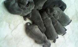 Solid blue pitbull w/ white chests. puppies born 11/26/12 PUPS ARE READY 4 PICK UP. Two males three females left pups are dewormed no shots. Gotti/razoredge PICK UP ONLY call for more pics and info. Puppies are 15 weeks olds they would make a&nbsp;great