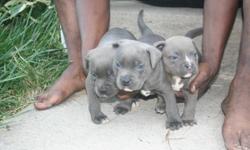 8 week old blue pittbull puppies for sale. available immediately. 2 boys 3 girls. Pups are Razors Edge bloodline. 1st shots and dewormed. All puppies have papers. Both parents on premises. Please call me at 8032542525. I dont check my email often so