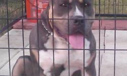 blue tri bully nov18 one year old 100% razoredge ukc off hotboy and mz piggy must be able to pick up not meeting half way price firm call or text slim