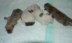 BEAUTIFUL FAMILY PUPPIES $275.EA FOR BOYS & $350.EA FOR GIRLS
MAMA $500.
LOOKING FOR LOVEABLE & CARING CARETAKER