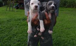 Pure bred bluenose pitbull puppies.
DOB: 3/23/11
Available: 6 weeks old, May 3, 2011
3 Females, 6 Males
Need good loving homes for these puppies. Good temperment dogs with both parents on site to see.
Asking $500 each
Please call or text if interested-