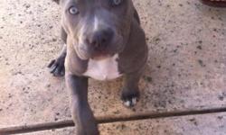 hi I have a healthy and very cute playfull female bullystlyle bluenose pitbull puppy she is10 weeks old. her name is sammy she is great with kids and all people she loves attention. she has her first set of shots i have the paper work. im asking $300 for