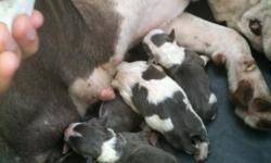have 4 puppys they born 9-10-2011 bluenose 2 male 2 female asking $200 EA. ready to go on 11-10-2011 call me at 386-801-6852 or text me... last pics are dad &mom