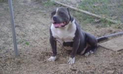 I am goin to STUD out my Bully male Max...
he is ADBA & UKC registered...
the STUD fee is $300 OR $150 and pick of litter.
call or text or email me at tinkers_wife10@yahoo.com
the house= (606) 354-2715
the cell= (606) 310-7589
visit our website and check