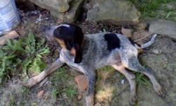 AKC registered bluetick coons hounds for sale. 6 months old and treeing. Parents of good line and great hunters. Call 319-288-1951, leave message.