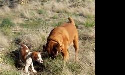 We have openings for two dogs since our rescues found a new home.
Check out the webpage
http://www.highdesertbrittanies.com/boarding_pet_sitting_training.html