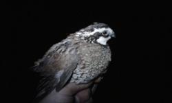 I have hundreds of Bobwhite quail. Adult birds & chicks available, price depends on&nbsp;age.&nbsp;My adult quail are flight conditioned. I do not ship at this time but can usaully meet most peoples schedules for pick-up.&nbsp;Call anytime before 10 pm --