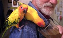 Located in Sonoma, CA. Sun conures, hatched on 7/09. They are tame and must be sold together. You must have experience with parrots or be willing to take any of the free parrot care classes. We will not ship; the birds must be picked up or we will deliver