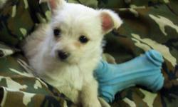 Boomer was the runt of the litter & he's adorable. He's healthy, happy & playful. His mom is Maltese & dad is poodle. He isn't registered. He's an off white color. He weighs a little over 3 #. I think he'll be small. I haven't seen the mom or dad so I'm