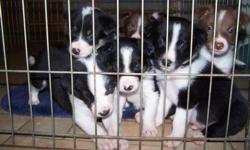 Beautiful and smart Border Collie puppies. Males only. 6 to choose from. Out of excellent parents. Have first shots.Family raised. Have black and whites, red and whites, and tri colors.
michelle 256-775-2917