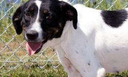Fiona is a 1-2 year old Border Collie. She is sweet, already spayed, UTD on shots, and great with other dogs. Fiona is a heartworm survivor and is now ready to find her forever home.
You can meet Fiona at the Eastgate Petsmart on Saturday from 11 to 6 or