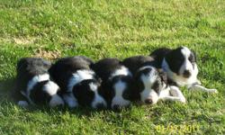 BORDER COLLIE PUPS , FEMALES $325.00 , MALES $300.00 PARENTS ON SITE
CALL 561-558-2700 LEAVE MESSAGE