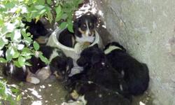 COW DOGS
Fine litter of Black Mouth Cur-Border Collie puppies. Out of working parents. Parents are used to work sheep, and cattle. Great dogs with a lot of heart and drive. Pups born on 5-24-2011. 4-Males $350.00, 5- Females $300.
Even though these are
