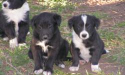 Border Collie/McNab cross puppies for sale. Black & white in color these eager to please dogs are easily trained. They make great stock or agility dogs and/or a very loyal & loving family pet. Great with kids. Parents on site, 1st shots & wormed. More