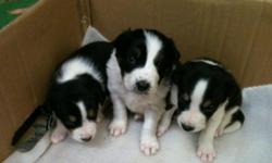 I have 3 male border collie puppies left out of a litter of 10. They were born on Nov.28th and will be ready to go the first week of Jan. They will make great Christmas present reserve yours now. These pups won't last long. We sold 6 this week. --.