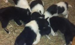 We have 2 great liters of pups one reg one non reg parents on site raised as pets , trial dogs and chore dogs
