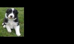 Border Collie Puppies Born 8/31/2012 7 Males ABCA registered, great working bloodlines, affectionate, intelligent and easy to train for herding cows or sheep, agility, Frisbee, search/rescue and other tasks. Single breeding pair. Both parents are on site.