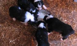 Border Collie puppies for sale. Born Dec. 29, 2010. Males and female. Excellent bloodlines. Great personalities.
Puppy shots and wormed. great for herding, agility, flyball and family pet.
Have been raising puppies for 12 years.