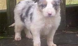 Beautiful puppies ready with their first shot and worming.
Long coated, great conformation, yet bred for cattlework.
Call 615-379-8440
http://www.tnvalleystockdogs.com/