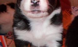 One black and white female left. Puppies born March 5th and will be ready to go April 30th, when 8 weeks old. Puppies will have been wormed more than once, have 1st shots and will be vet checked. Puppies are born and raised in the house and are handled