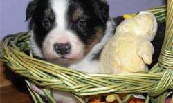 Excellent litter, with super working pedigree, bred by professional dog trainer. Parents have OFA GOOD hips, DNA screened for CEA (eyes), sire is herding titled and a registered Therapy Dog. Both parents have excellent dispositions, good structure, great