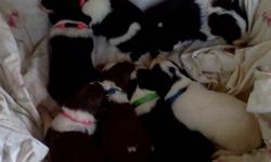 THESE DOGS COME WITH FIRST PUPPY SHOTS AND WORMING EVER MONTH, ALONG WITH HEALTH CERTIF AND BASIC TRAINING
&nbsp;
FEMALES ARE $300.00&nbsp; 4 BLACK/WHITE. $200, MALES&nbsp; AND RED/WHITE $250.00 WHITE/BLACK $200
$300.00 /$150 DOWN AND $50 A
