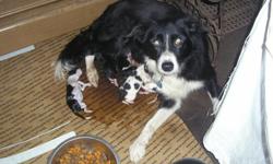 BORDER COLLIE PUP, PURE BRED BLACK & WHITES WHELPED JAN 22,2011-IDEAL FOR AGILITY, COMPANION, FOR AGILITY, COMPANION, FAMILY, HERDING, SERVICE AND WORK $350 EA. SOUND STOCK, NO REPLIES TO EMAILS. CALL 315-562-2943
