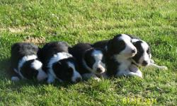 QUEENSLAND/BORDERCOLLIE MIX SUPER CUTE ,MOM AND DAD ON-SITE
CALL561-558-2700 LEAVE MESSAGE