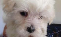 bosoko&nbsp; M/F Maltese Puppies.For More Infor & Pictures Kindly text us only at (303) 500-7269