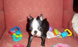 This little guy will be ready to go in about 2 weeks. He is a black & white male Boston terrier and he is small. I am accepting deposits now. 1/2 purchase price. pay pal or cash only. Balance due when puppy is picked up. Deposits are non refundable.He