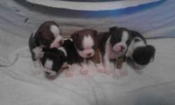 I have 8 pups for sale from two of our female dogs. Males $300. females $400. Colors are brindle/white and brown/white. 3 females and 5 males. No papers. One&nbsp;Dame is registered and one not, so&nbsp;pups are not papered; they however, are purebred
