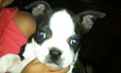 7 week old Boston Terrier For Sale, all of the others have been sold and we are getting very attached, please buy her soon.