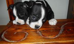I have two male Boston puppy at eight weeks of age.They are registered with ACA,have been health checked,vaccinated and dewormed.The puppies are friendly and are very well socialized.Our puppies come with a health guarantee,shot record and puppy food.I