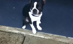 Max is 6months old. He is a full breed male Boston Terrier who is house trained and is GREAT with kids as he has a lot of energy. I bought him for $500 and would like the same but negotiable, has all shots and comes with bed, toys, misc. Perfect dog just