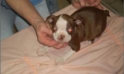 ***Pretty Boston Terrier***;Males And Female Available; Up To Date Shots & Deworming; Pedigree Papers; Florida Health Certificate; Microchip With Pups ID; Private Breeder; Up To Date Shots And Deworming; Microchip With Pups ID; Private Breeder;(1) Year