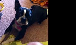 This is a beautiful Boston, who loves kids and people, had one set of 7 puppies, easy breeder. I have graduated college and work&nbsp;will be&nbsp;requiring a lot of me, so I won?t have the time to spend with her or help care for her future puppies, if