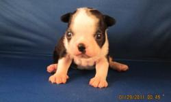 Boston terrier champion blood line puppy for sale.
ACA register.
Nice mark, nice body, easy trainging.
Will be turn to 2 months in March 4,2011.
more information feel free to contact.