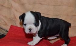 Boston Terrier Champion Bloodline
Already Paper trained
They borned on OCT 20, 2012.
Ready before Christmas
For Pick up on December 20,2012
3 Females Nice Mark and Dew Claw
ACA Register They are very nice compaion and ready to lay right up to you when it