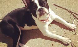 BOSTON MALE&nbsp;TERRIER FOR SALE!!! LUCKY IS A VERY SWEET LOVELY BOSTON TERRIER/ WILL BE TURNING 2 AROUND THE MONTH OF JANUARY. LUCKY IS UP TO DATE WITH ALL HIS SHOTS,&nbsp;HE IS ALSO NEUTERED, AND MICROCHIPPED. MICROCHIPPED INFORMATION CAN BE CHANGED TO