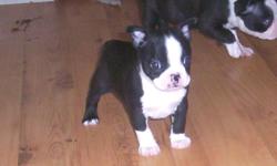 WE HAVE 2 LITTLE BOYS AND 2 LITTLE GIRLS, BLACK & WHITE, REGISTER, ALL SHOTS AND WORMING, FULL RECORD OF THIS GO'S WITH OUR BABIES.
WE HAVE BEEN SPECIALIZING IN RAISING THE BOSTON TERRIER FOR OVER 18 YEARS AND INJOY IT SO MUCH. BOSTON TERRIER ARE AN