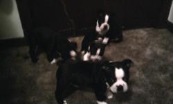 I have 2 Boston Terriers left 1 male and 1 female..they are ready to go they are eating and drinking on there own and have been wormed and have had a well check at the vet..please call me at 561-784-1302