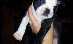 Purebreed Boston Terrier Puppies 6.5 weeks old.&nbsp; I have 3 males and 1 female.&nbsp; Thank you and Happy Holidays.