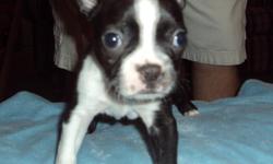 Boston Terrier puppies ready for their forever homes. 2 males. Born July 4, 2011. Pure bred, no papers. Parents on site. Please email for more info. Price is somewhat negoatiable.