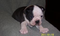 AKC Boston Terrier Puppies...shots, wormed, parents on sight. Ready for Valentines Day. 2 Males and 3 Females.